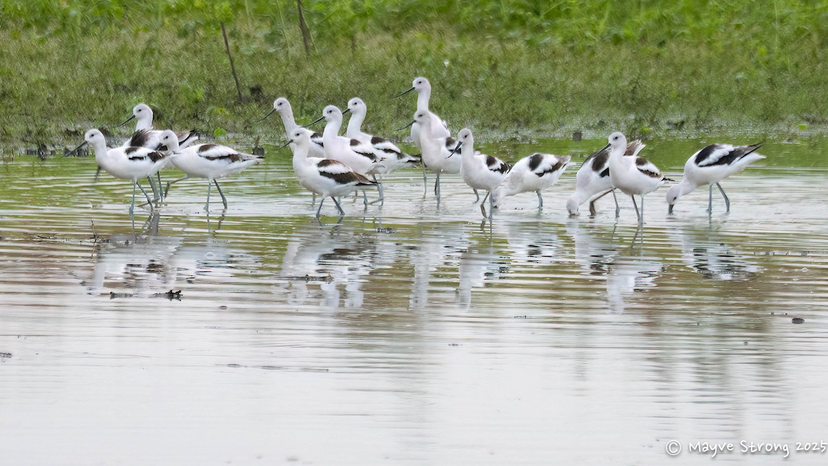 American White Pelican - ML644117804
