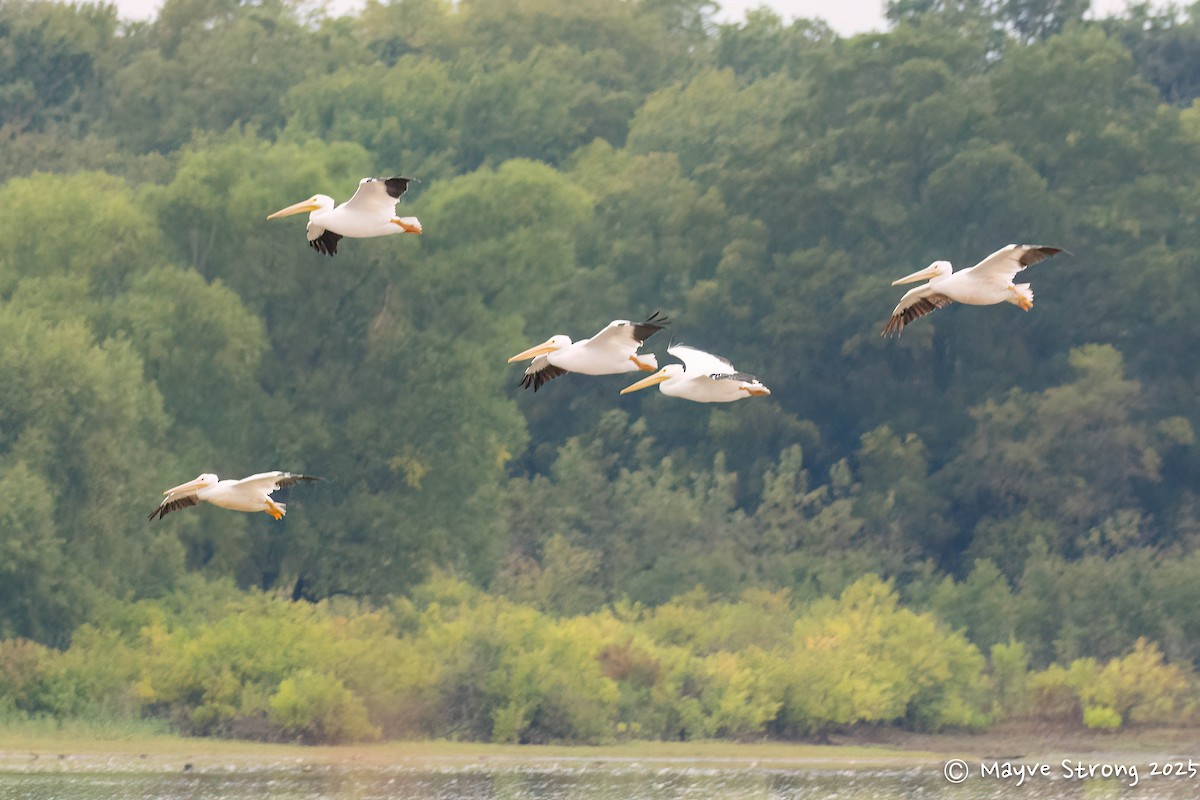 American White Pelican - ML644117805