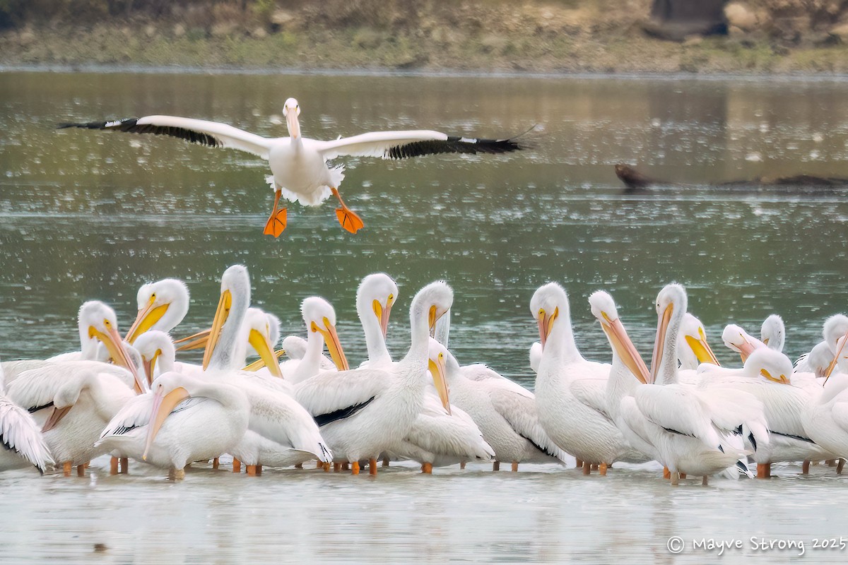 American White Pelican - ML644117806