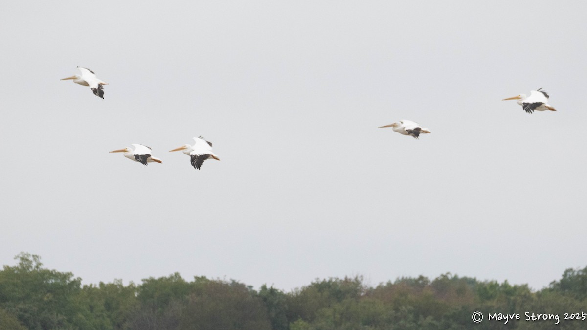 American White Pelican - ML644117807