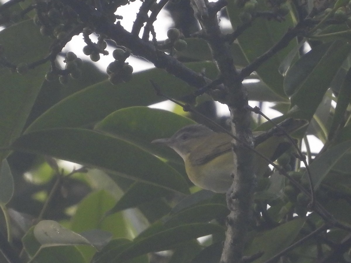Yellow-green Vireo - ML644117814