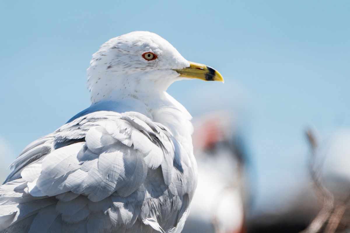 Ring-billed Gull - ML644117816