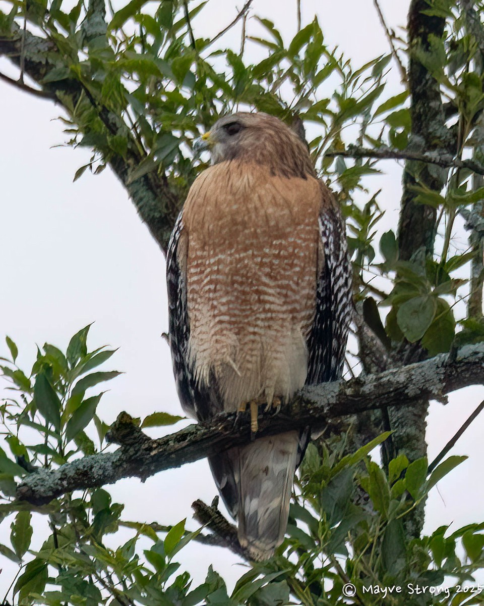 Red-shouldered Hawk - ML644117818