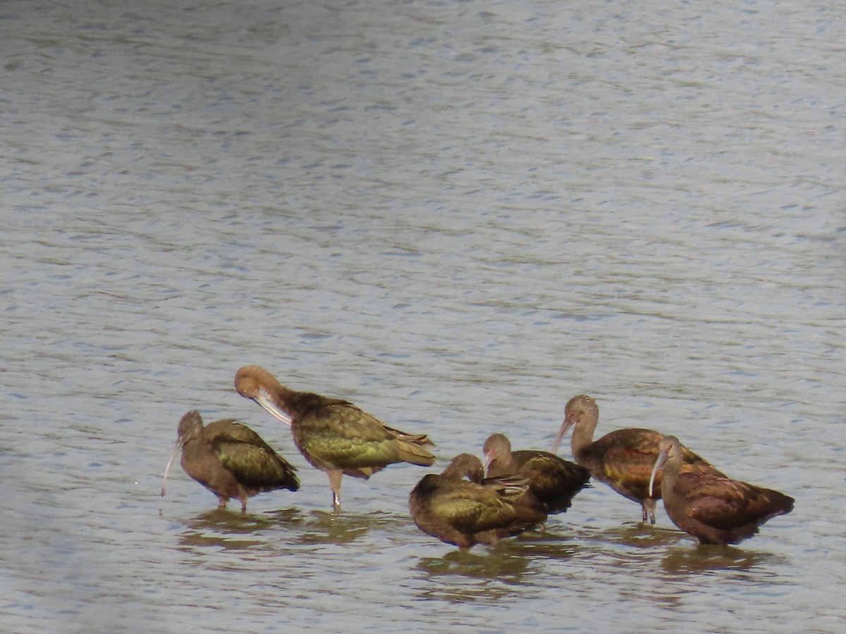 White-faced Ibis - ML644117828