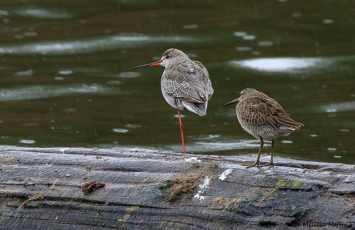Spotted Redshank - ML644117830