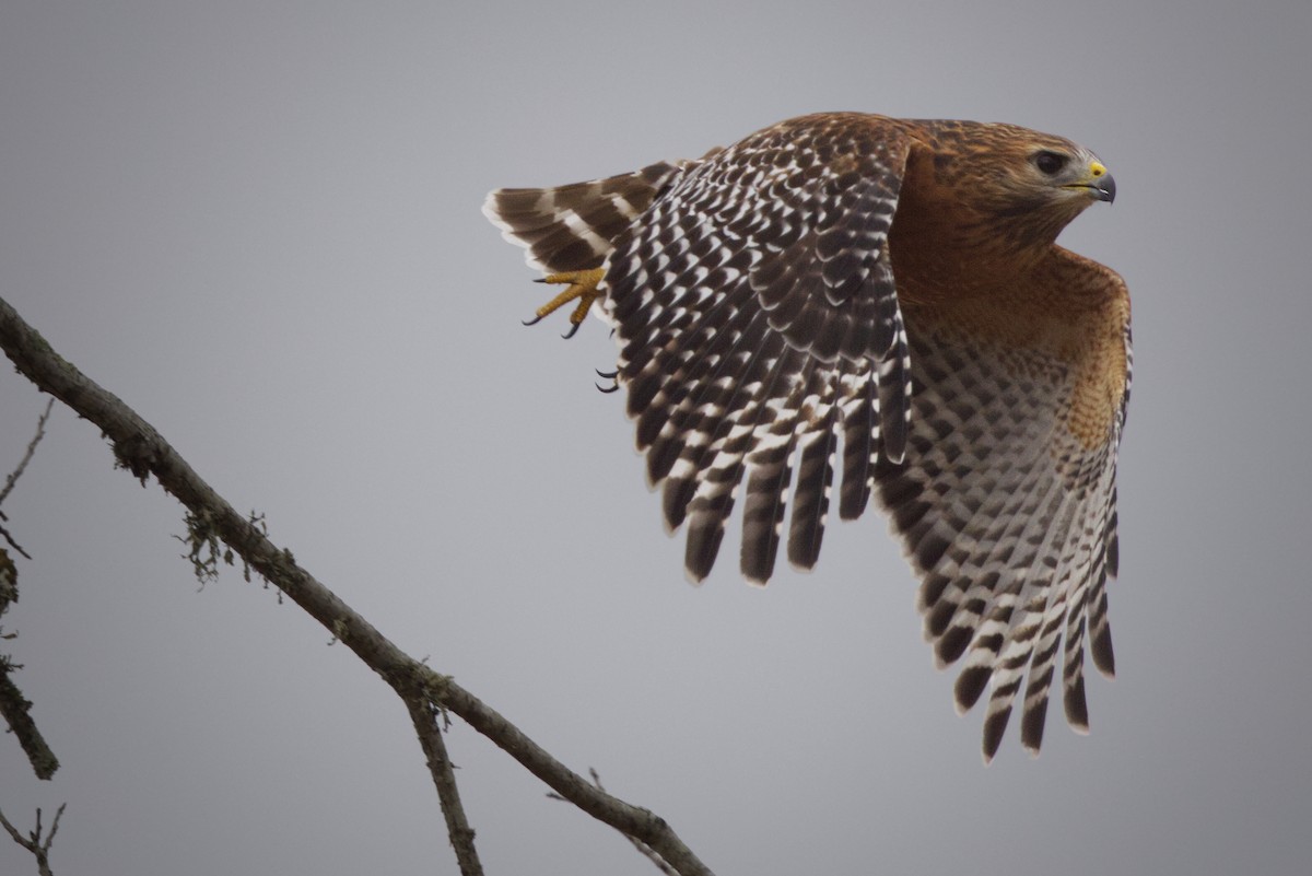 Red-shouldered Hawk - ML644117832