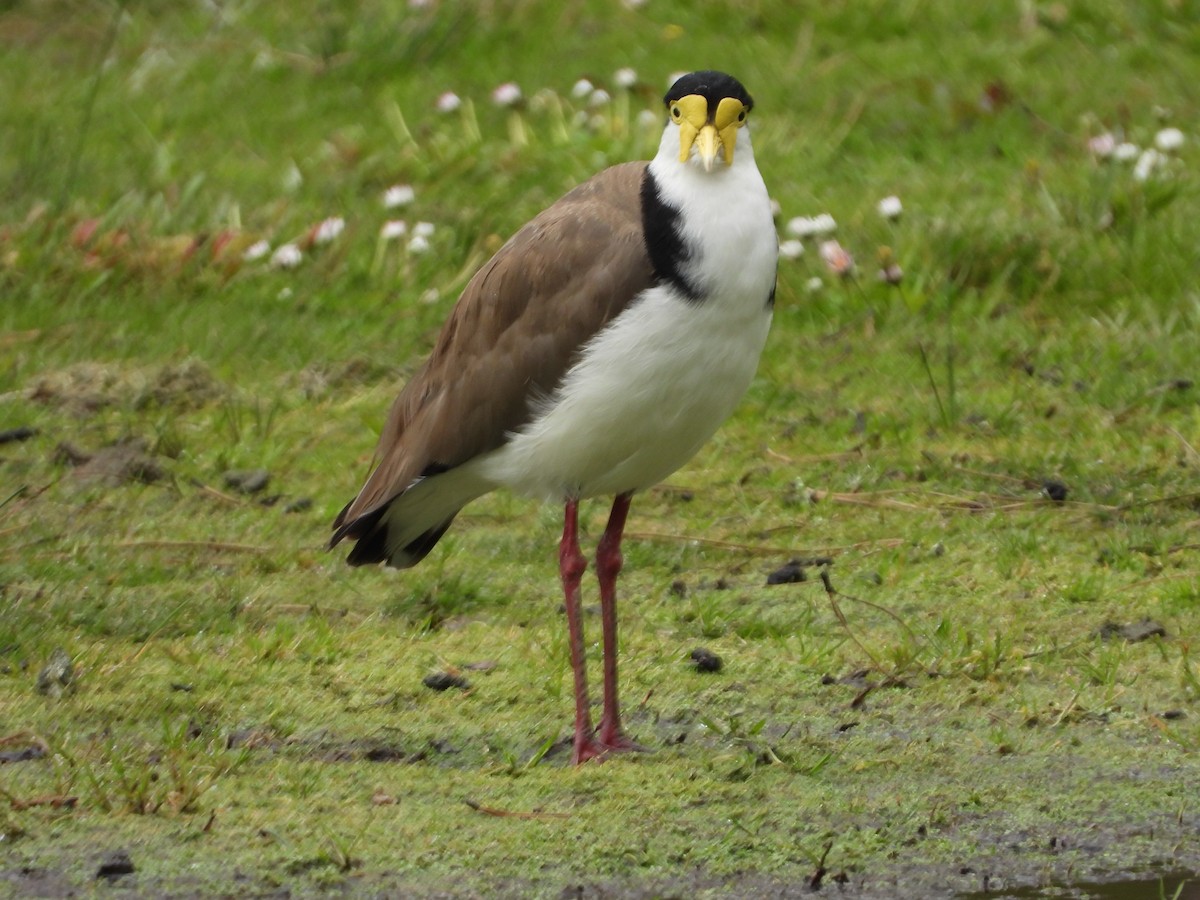 Masked Lapwing (Black-shouldered) - ML644117834