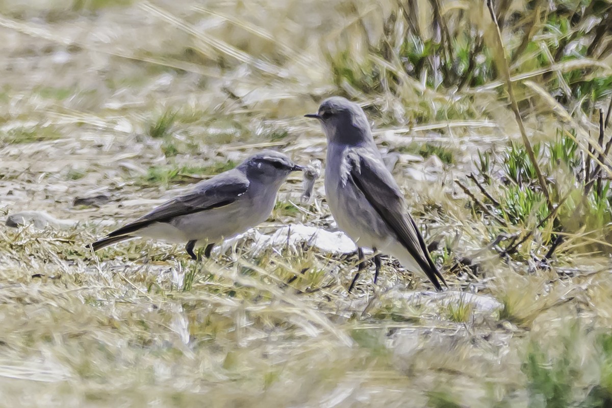 Kül Rengi Yer Tiranı - ML644117842