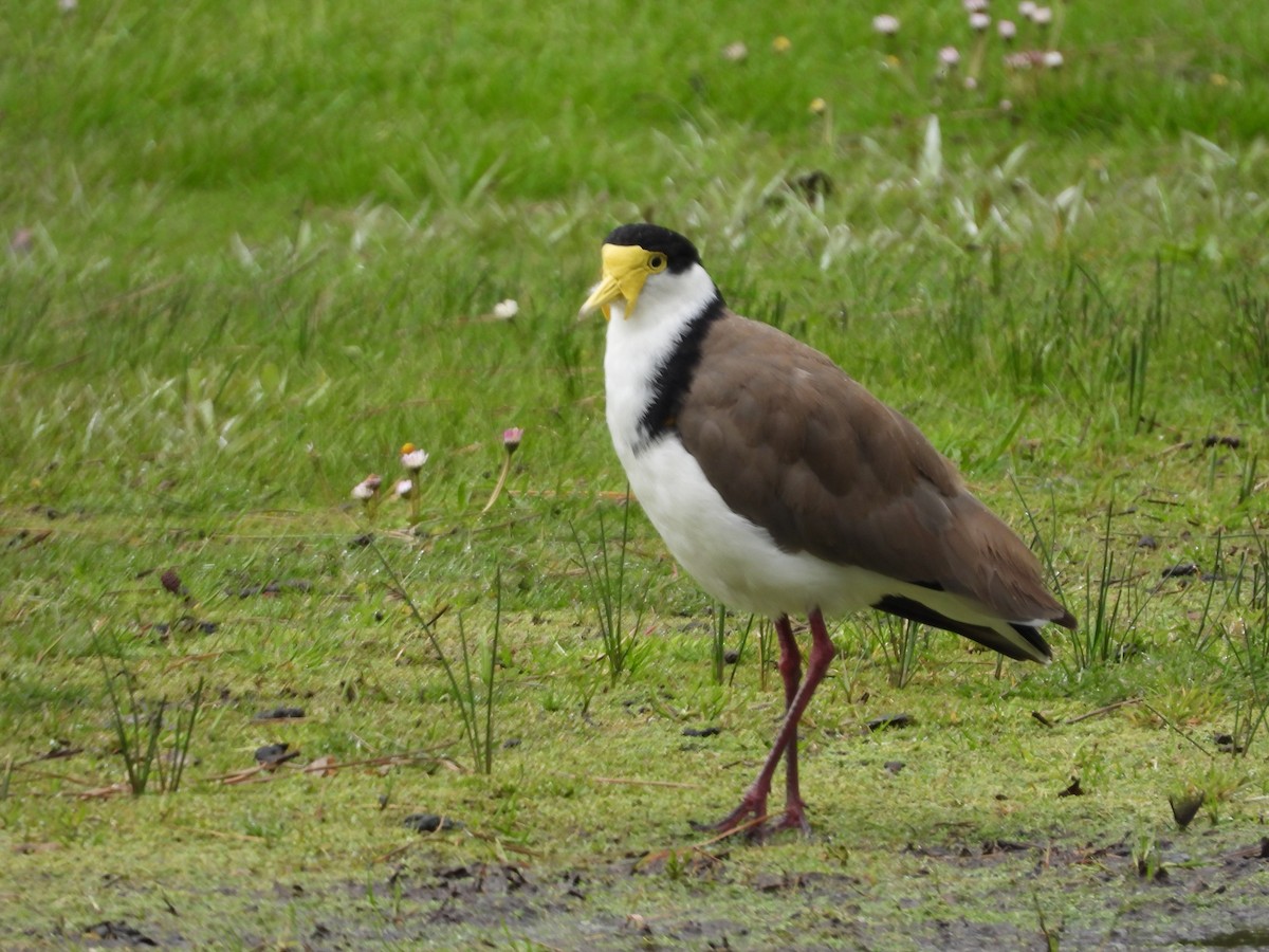 Masked Lapwing (Black-shouldered) - ML644117844