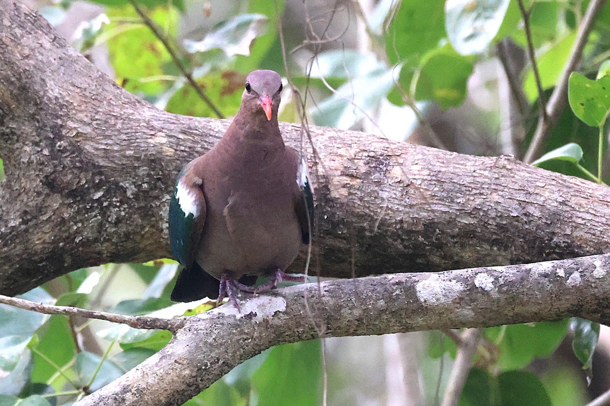 Pacific Emerald Dove - ML644117847