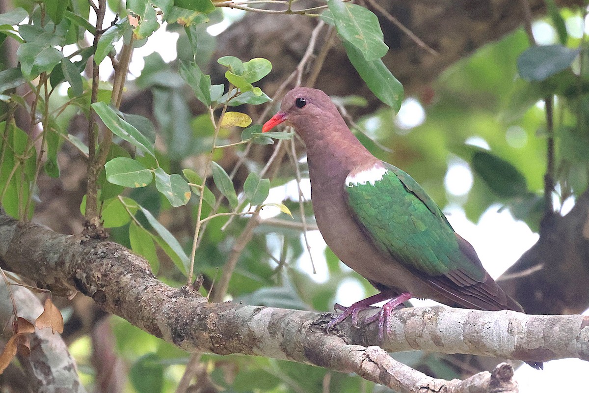 Pacific Emerald Dove - ML644117855