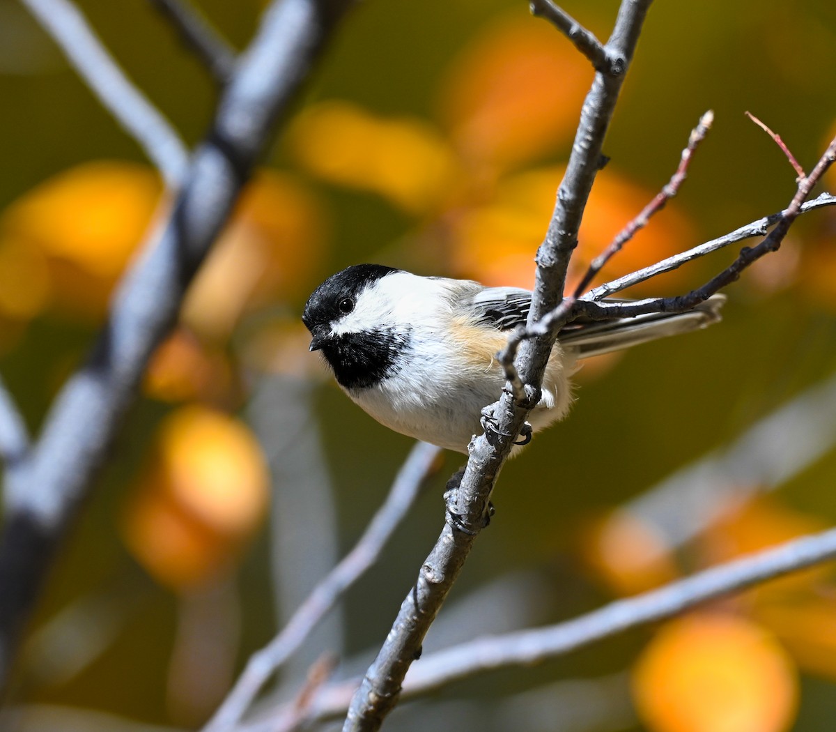 Mésange à tête noire - ML644117857