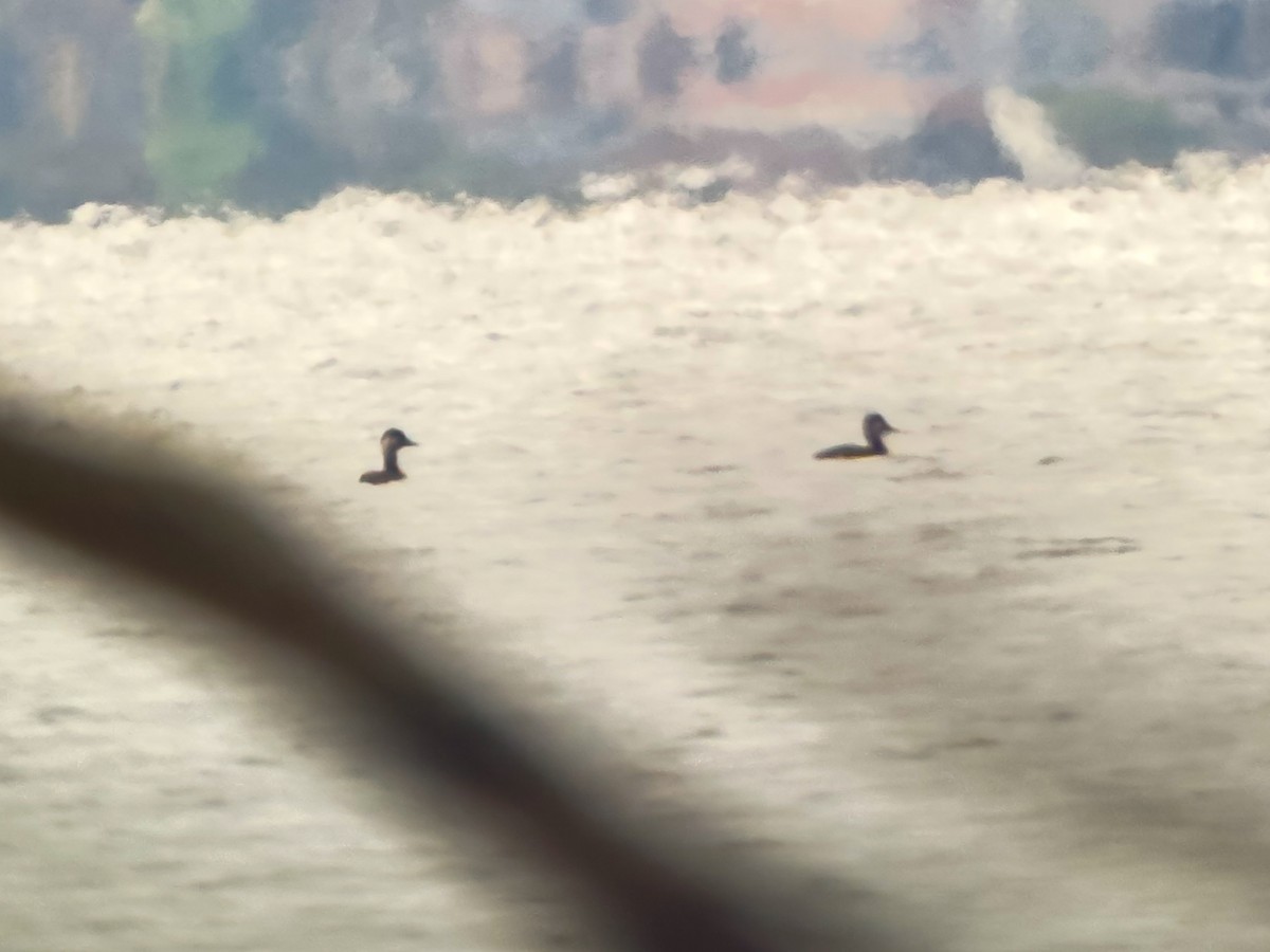 Black Scoter - ML644117858