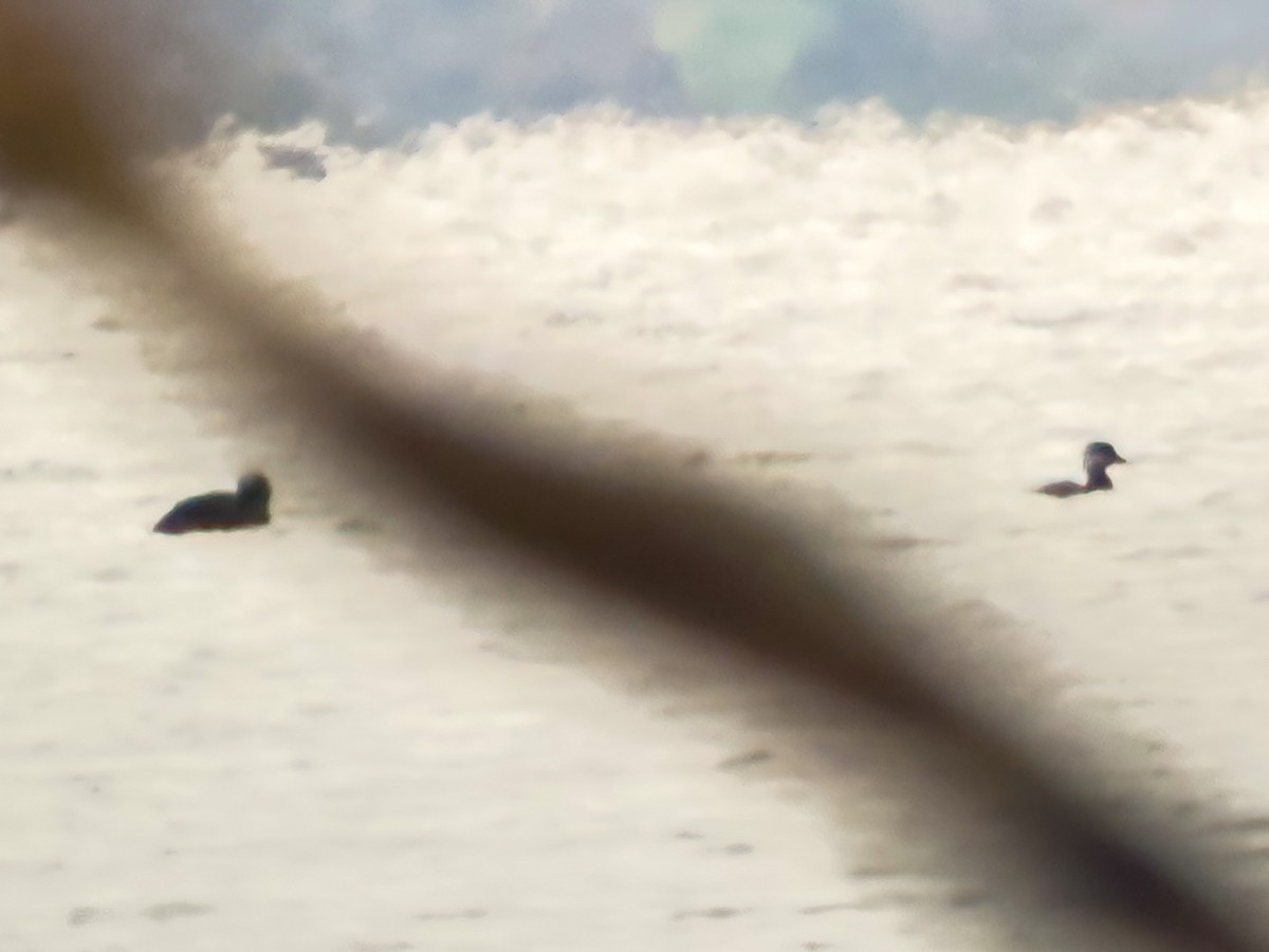 Black Scoter - ML644117859