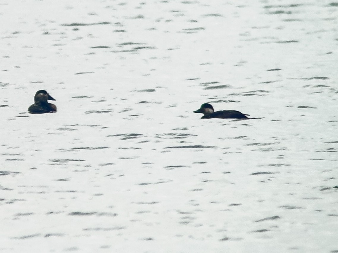 Black Scoter - ML644117860