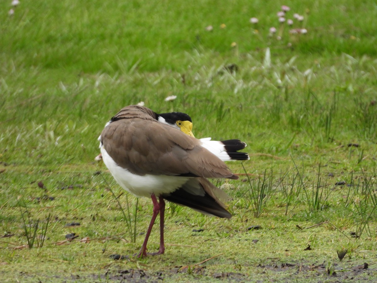 Masked Lapwing (Black-shouldered) - ML644117861
