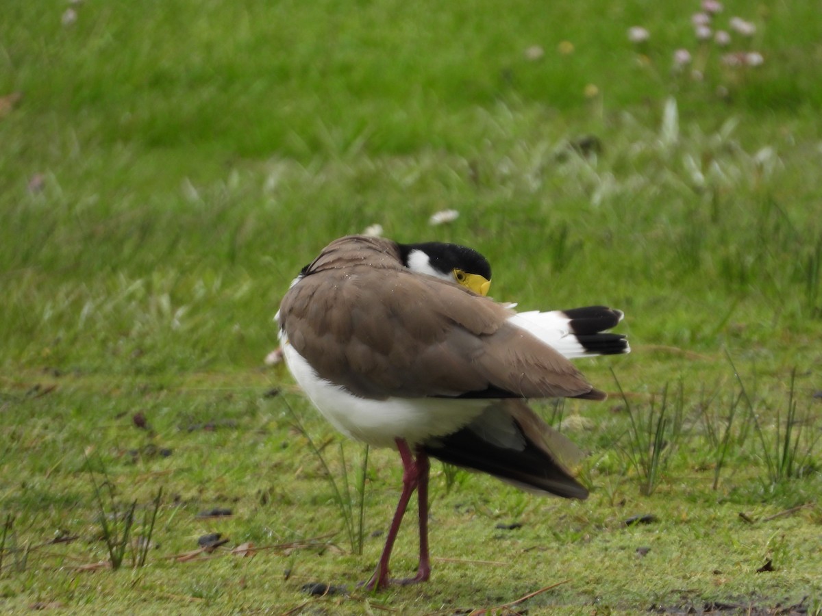 Masked Lapwing (Black-shouldered) - ML644117873