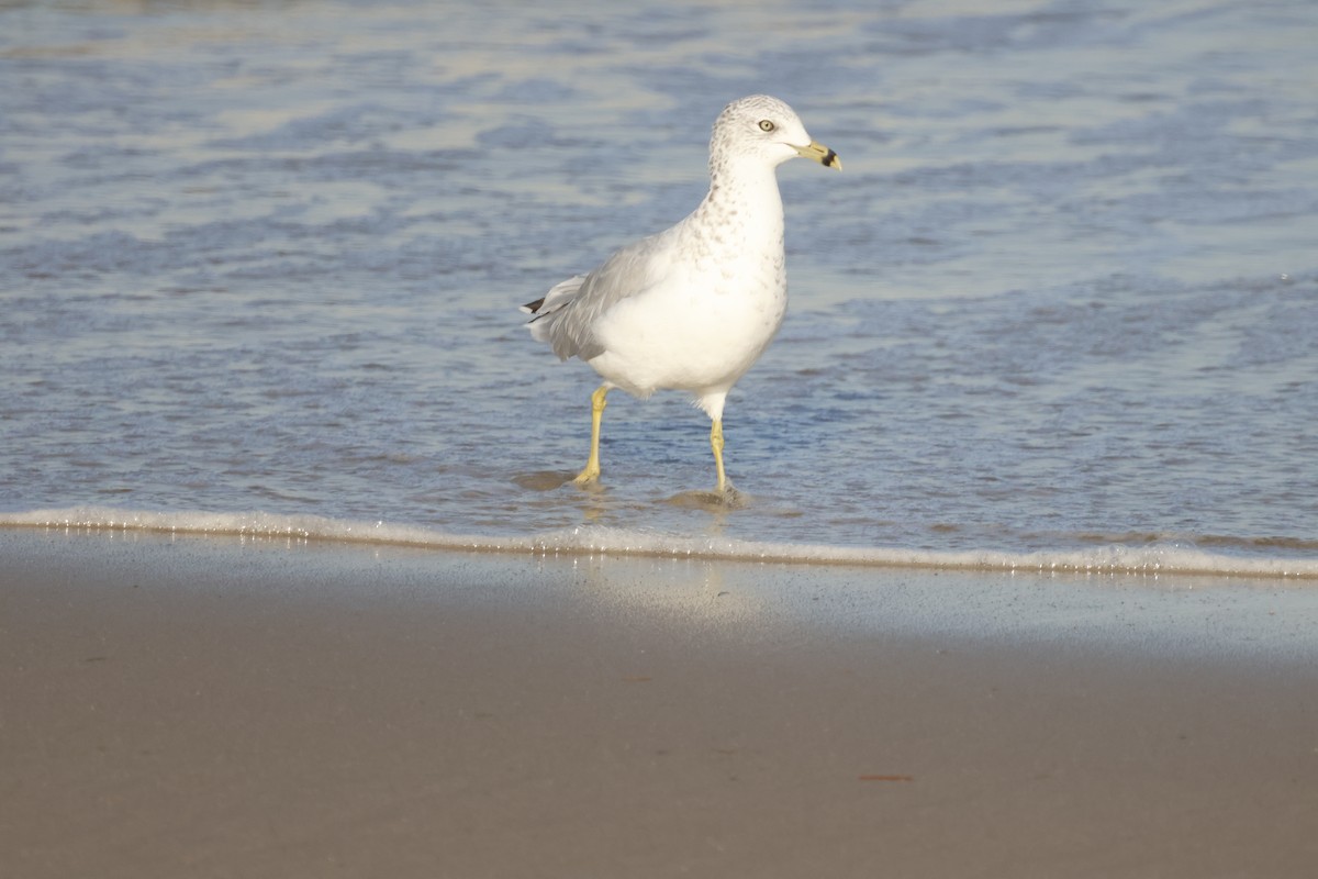 Ring-billed Gull - ML644117874