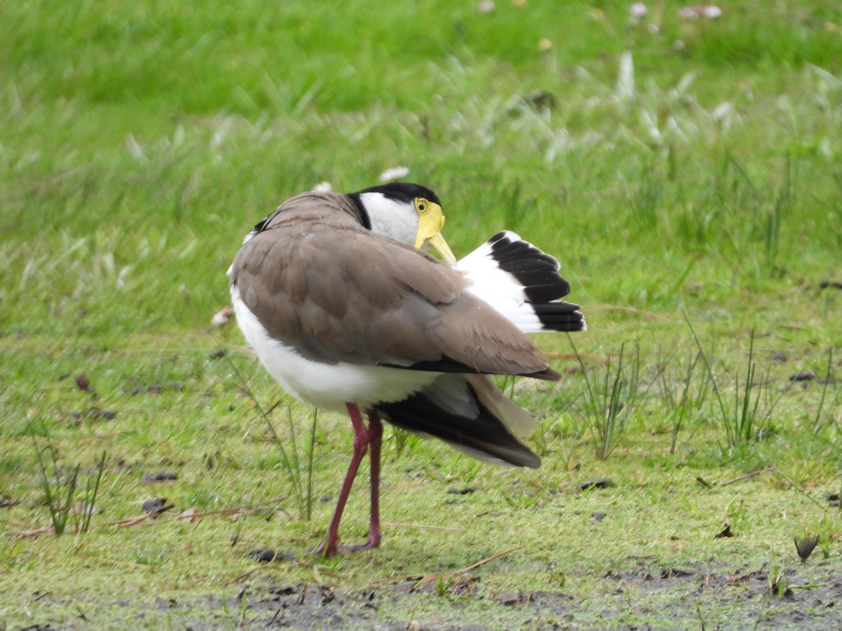 Masked Lapwing (Black-shouldered) - ML644117883