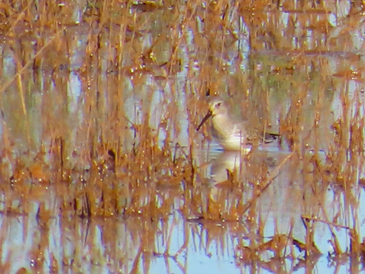 Dunlin - ML644117894