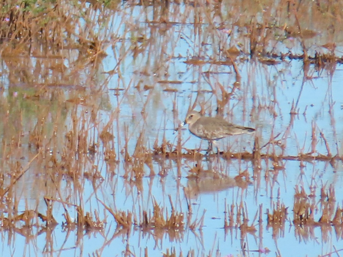 Dunlin - ML644117895