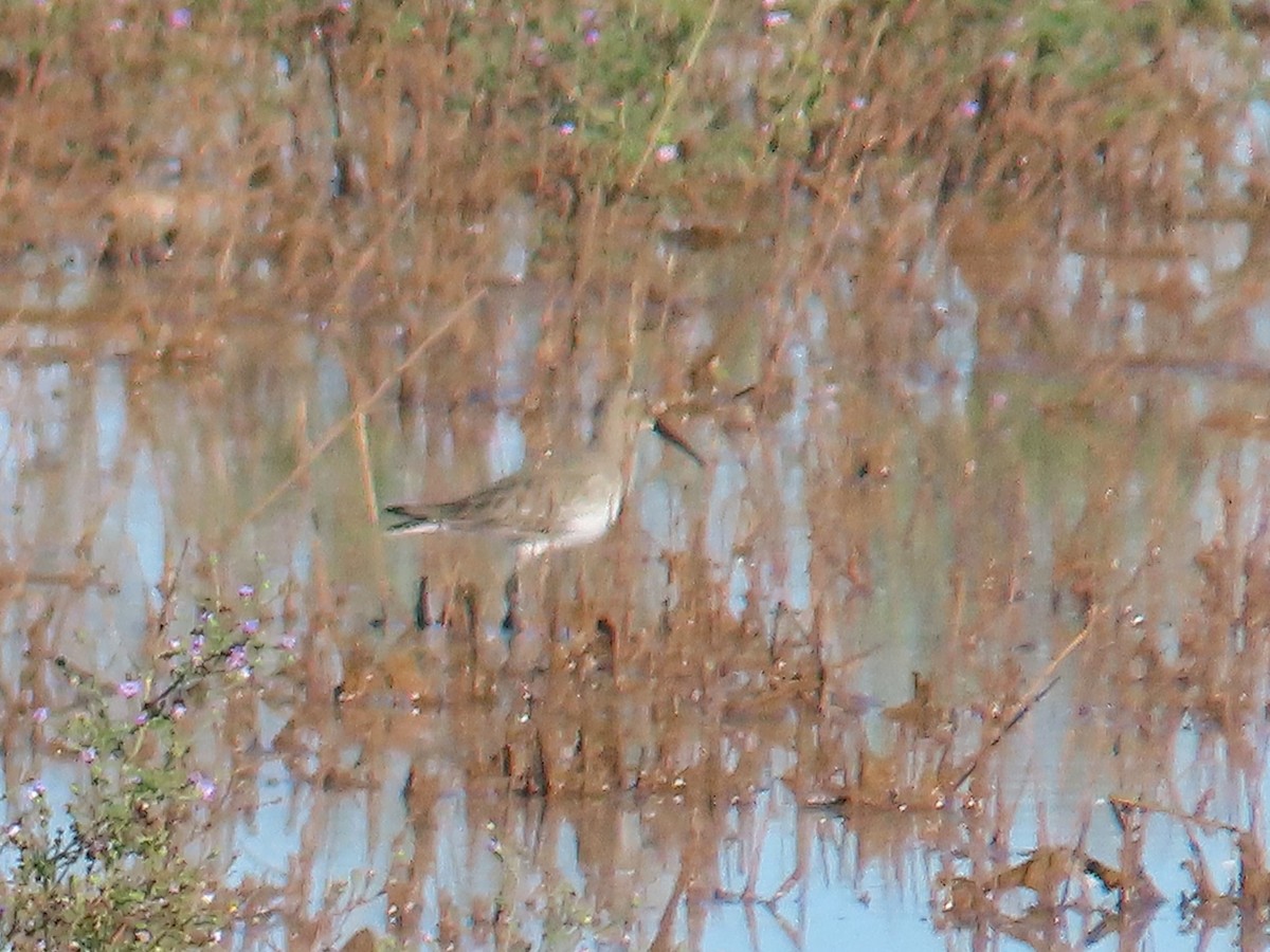 Dunlin - ML644117896