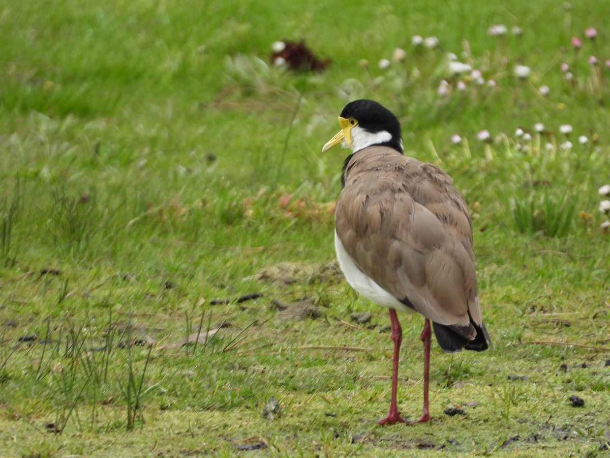 Masked Lapwing (Black-shouldered) - ML644117897