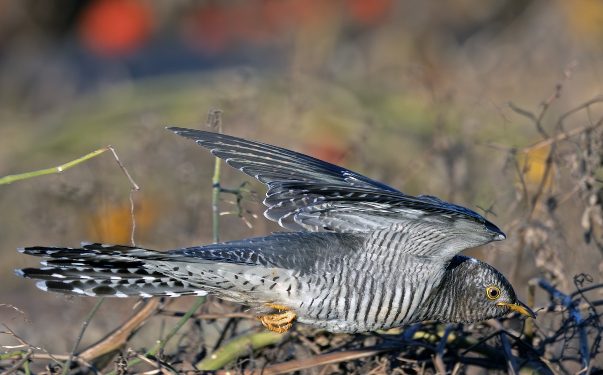 Common Cuckoo - ML644117900