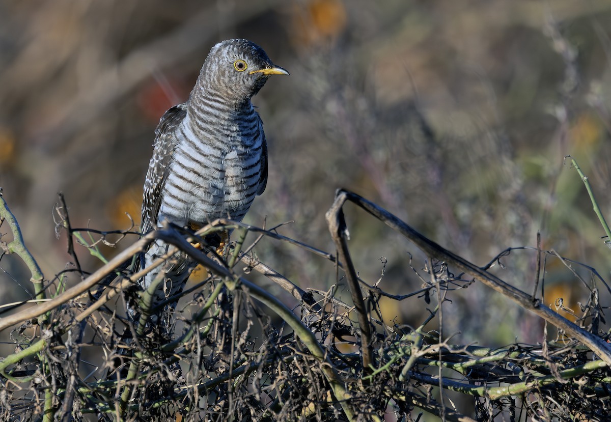 Common Cuckoo - ML644117901