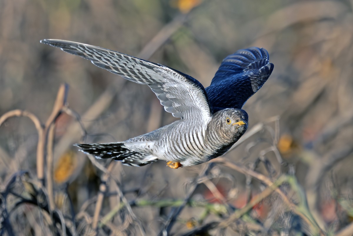 Common Cuckoo - ML644117902