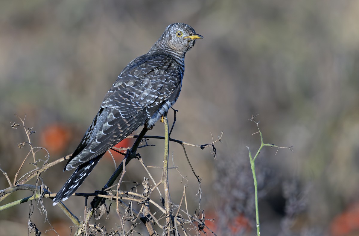 Common Cuckoo - ML644117903