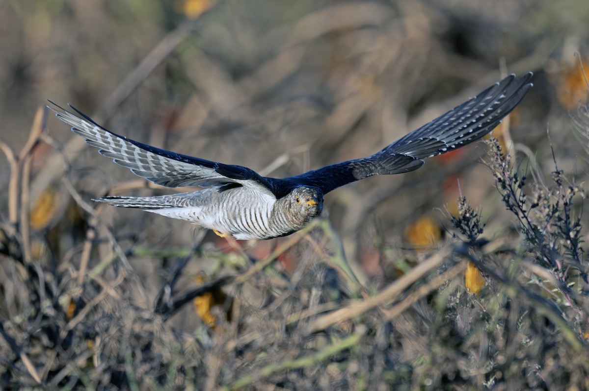 Common Cuckoo - ML644117905