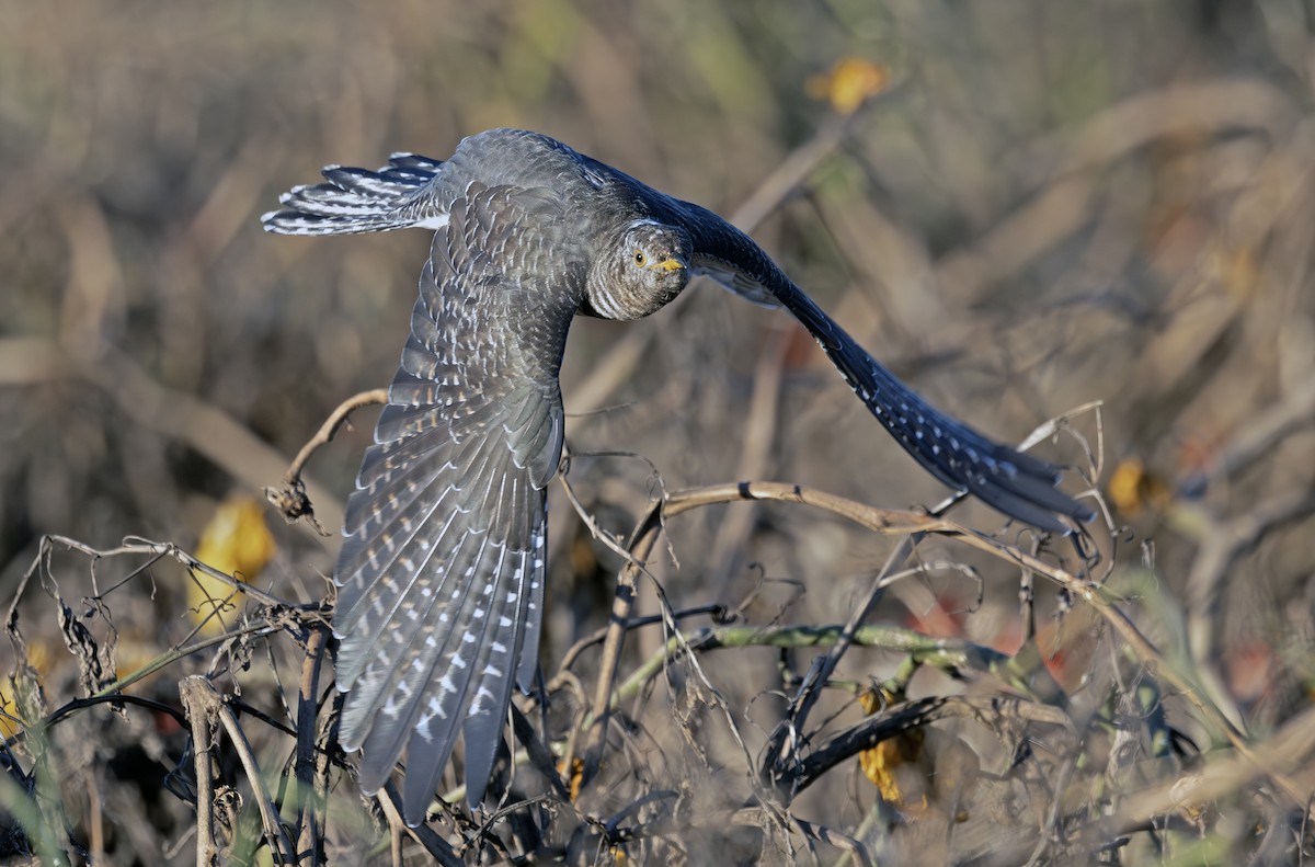 Common Cuckoo - ML644117906