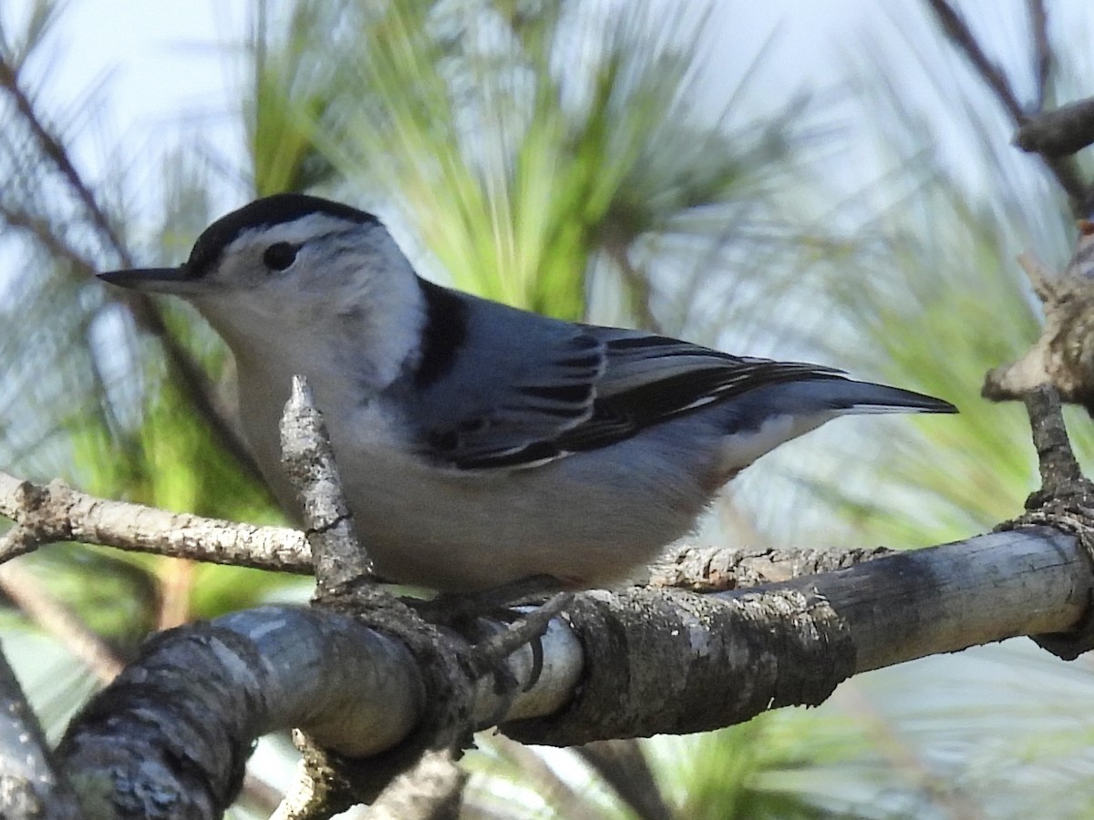 Weißbrustkleiber (carolinensis) - ML644117908