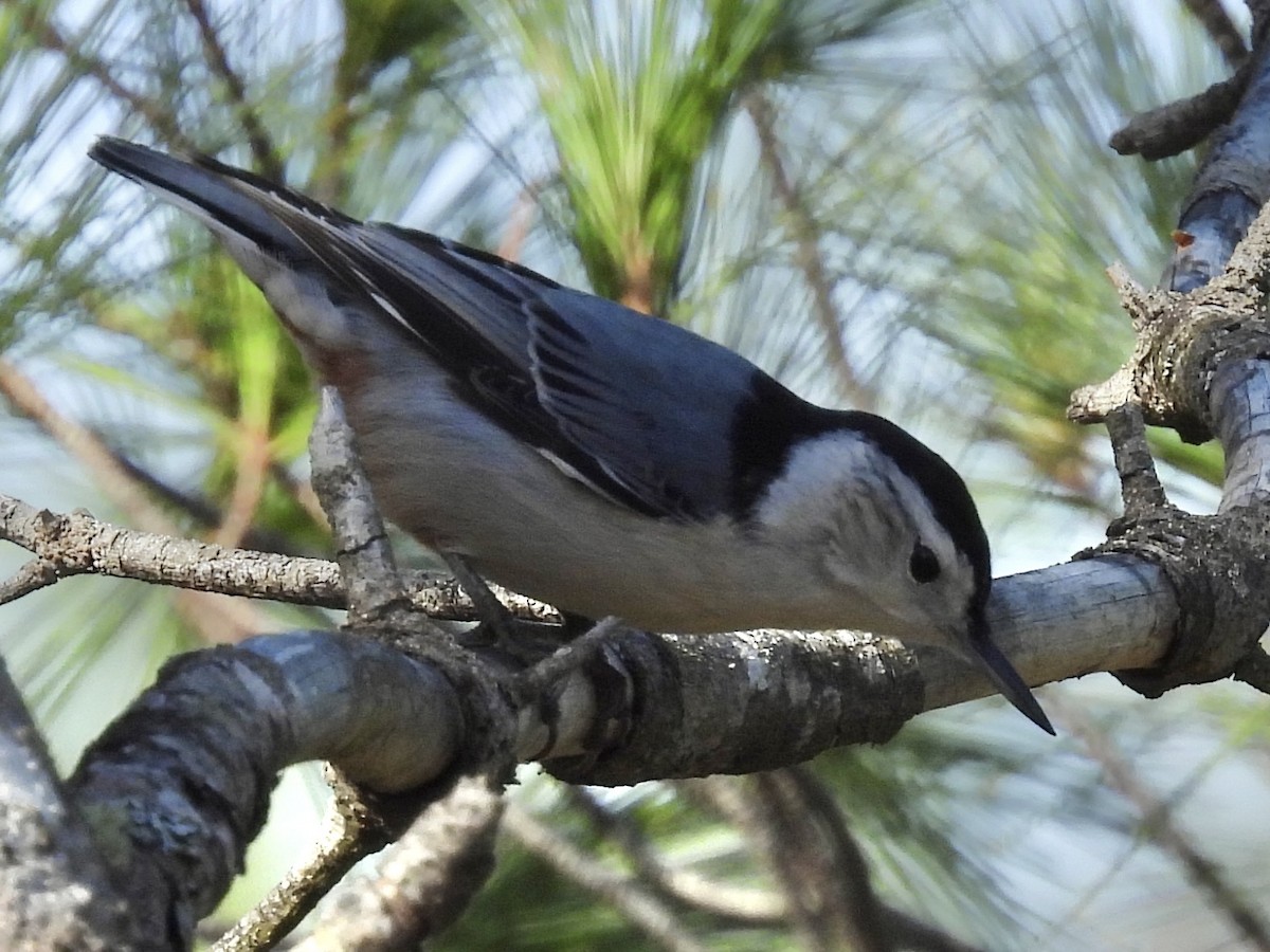 Weißbrustkleiber (carolinensis) - ML644117909