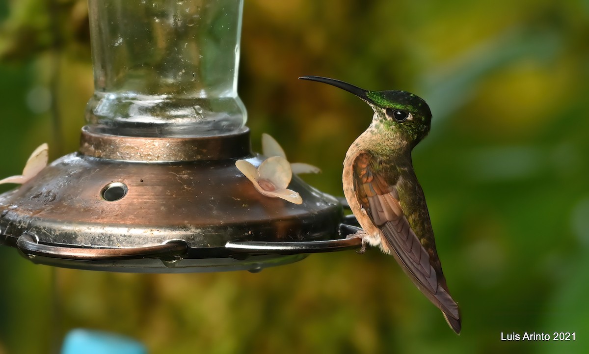 Fawn-breasted Brilliant - ML644117914