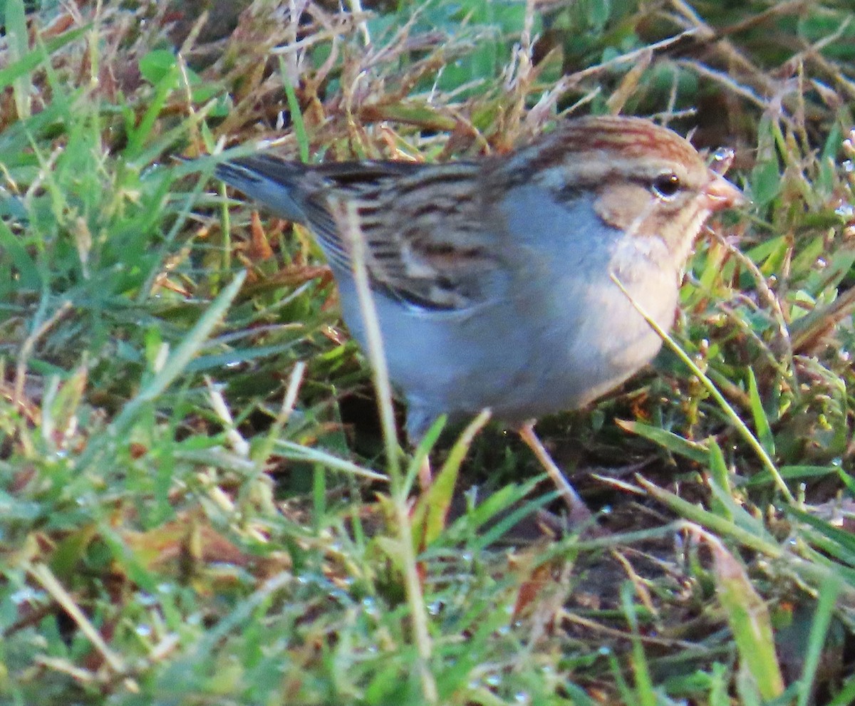 Chipping Sparrow - ML644117916