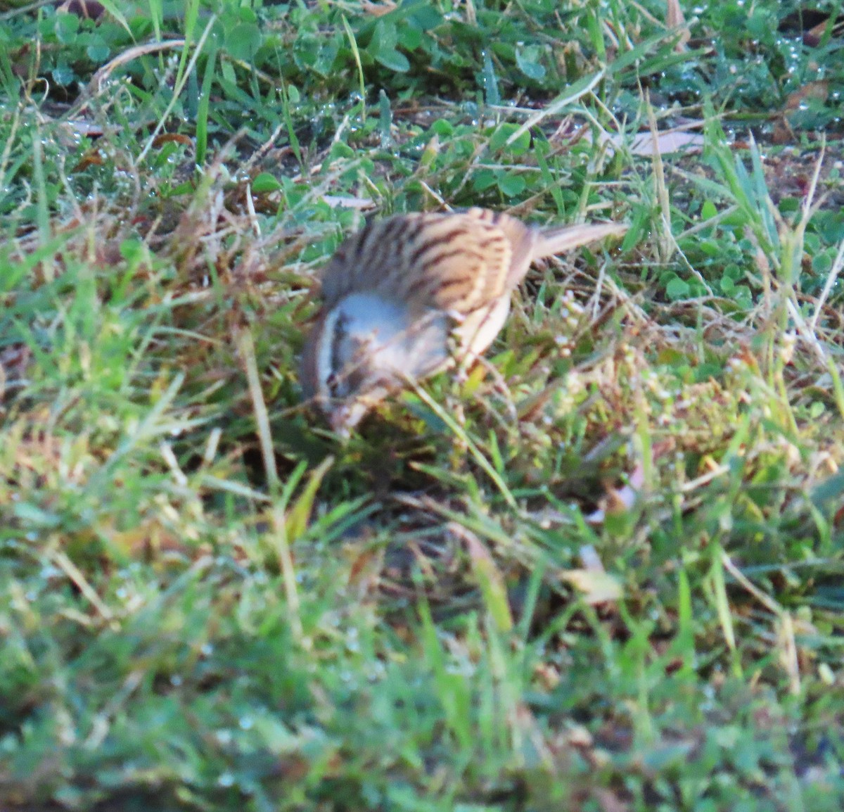 Chipping Sparrow - ML644117922