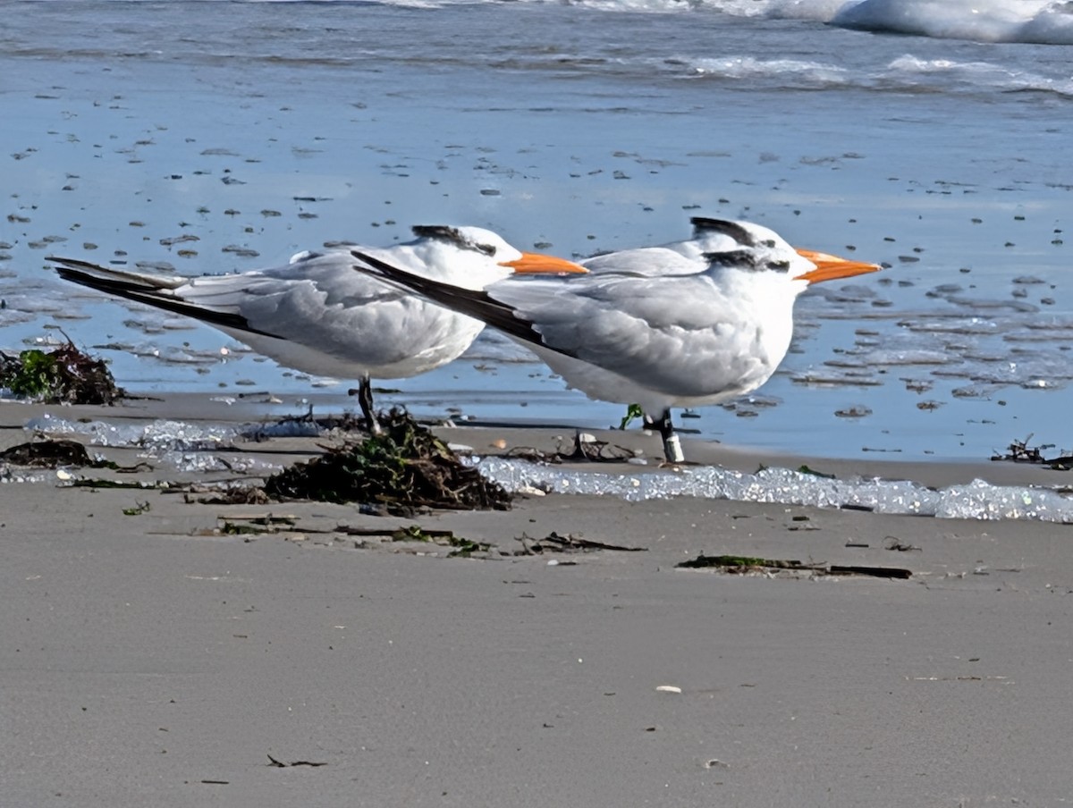 Royal Tern - ML644117929