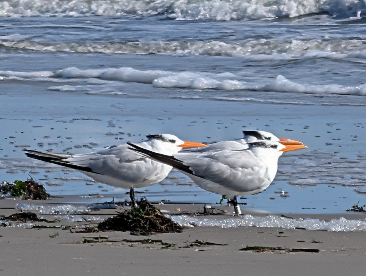 Royal Tern - ML644117930