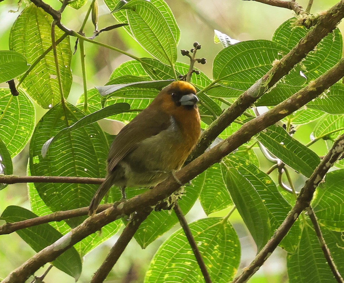Prong-billed Barbet - ML644117935