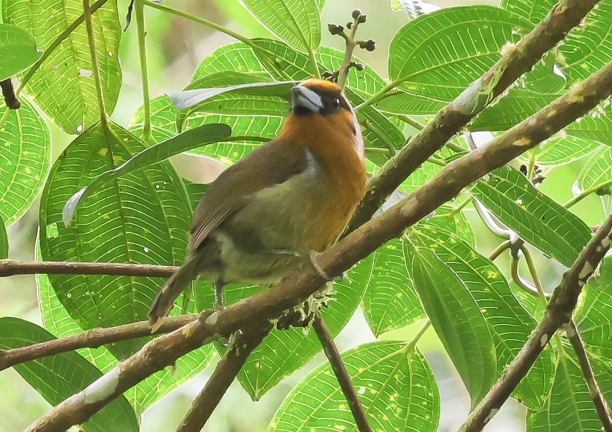 Prong-billed Barbet - ML644117936