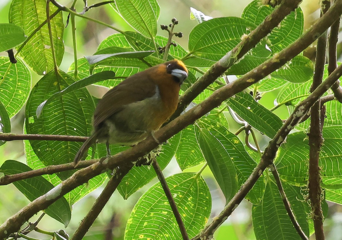 Prong-billed Barbet - ML644117937