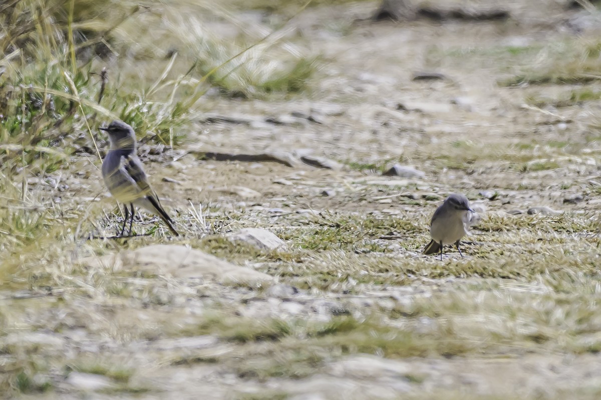 Kül Rengi Yer Tiranı - ML644117946