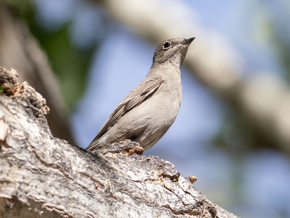 Townsend's Solitaire - ML644117953