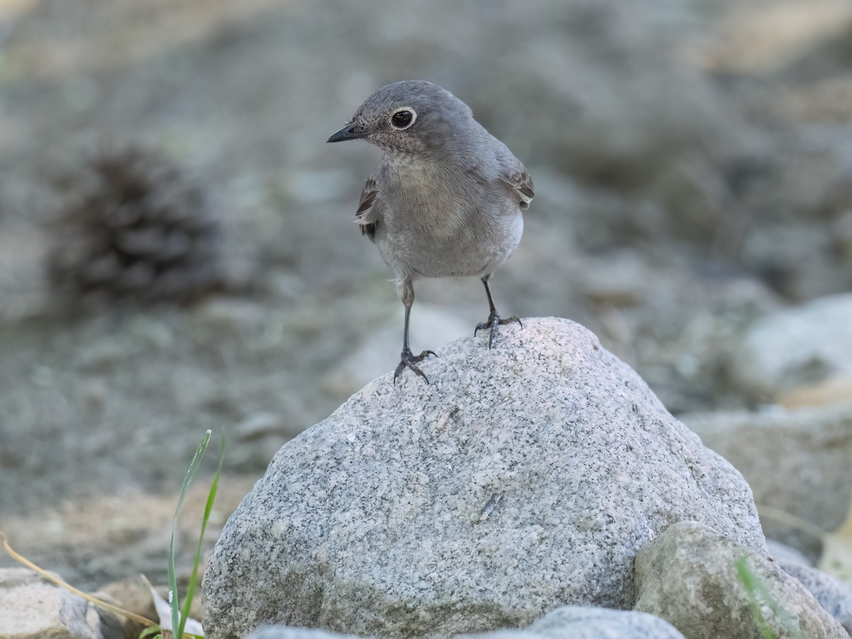 Townsend's Solitaire - ML644117954