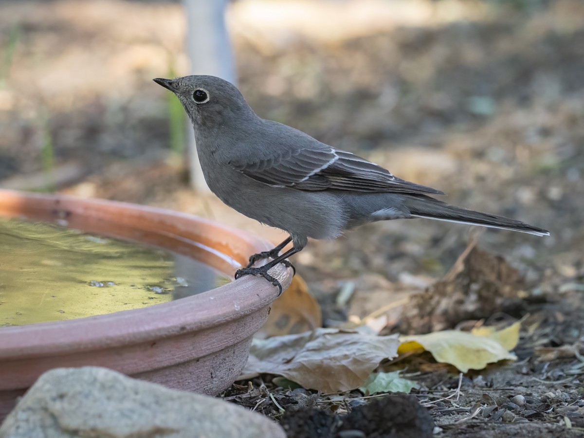 Townsend's Solitaire - ML644117955