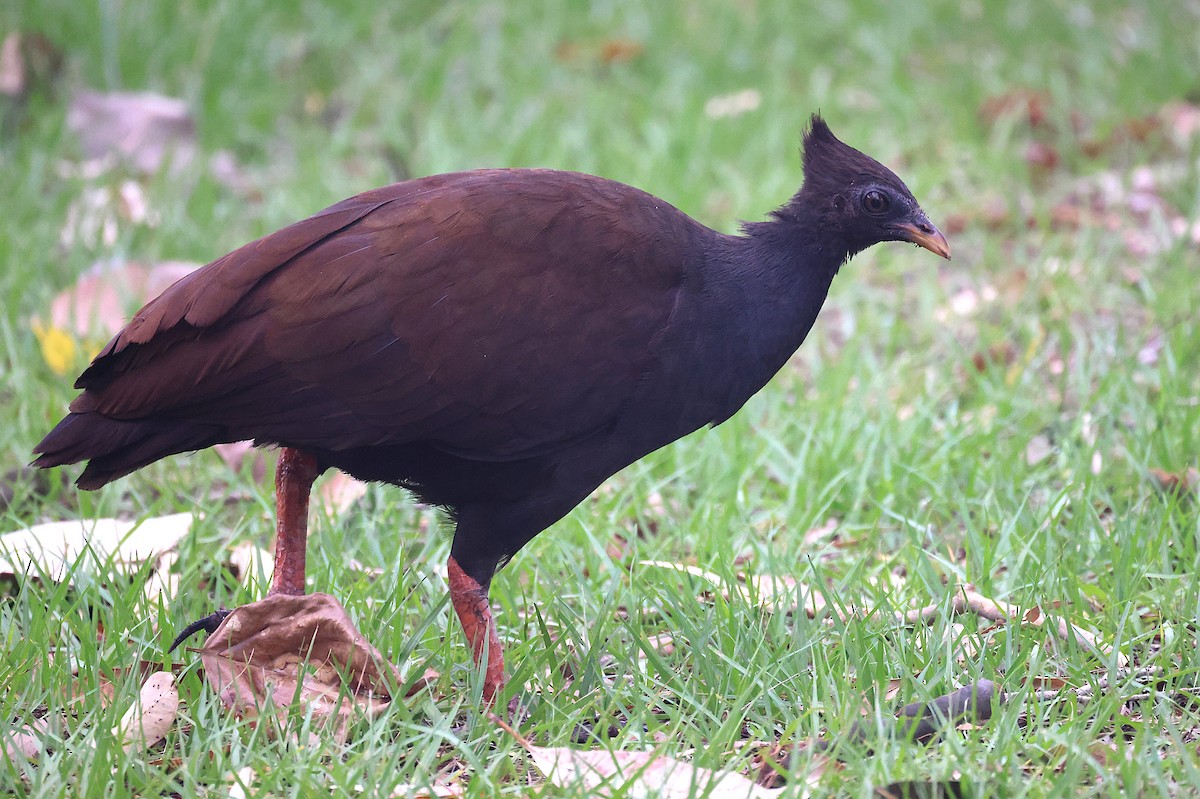 Orange-footed Megapode - ML644117973