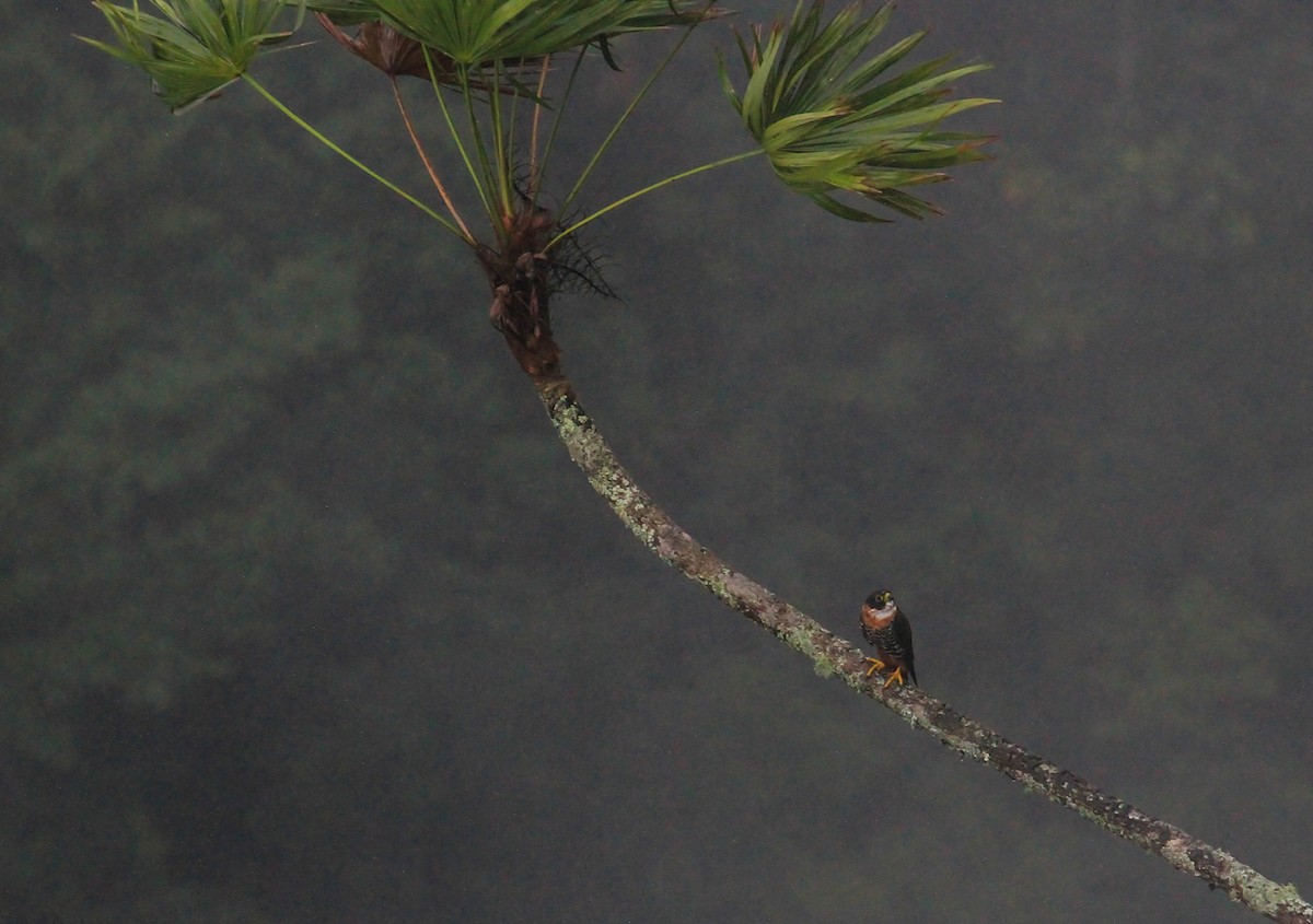 langtåfalk - ML644117975