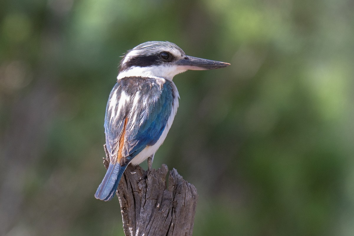Red-backed Kingfisher - ML644117984
